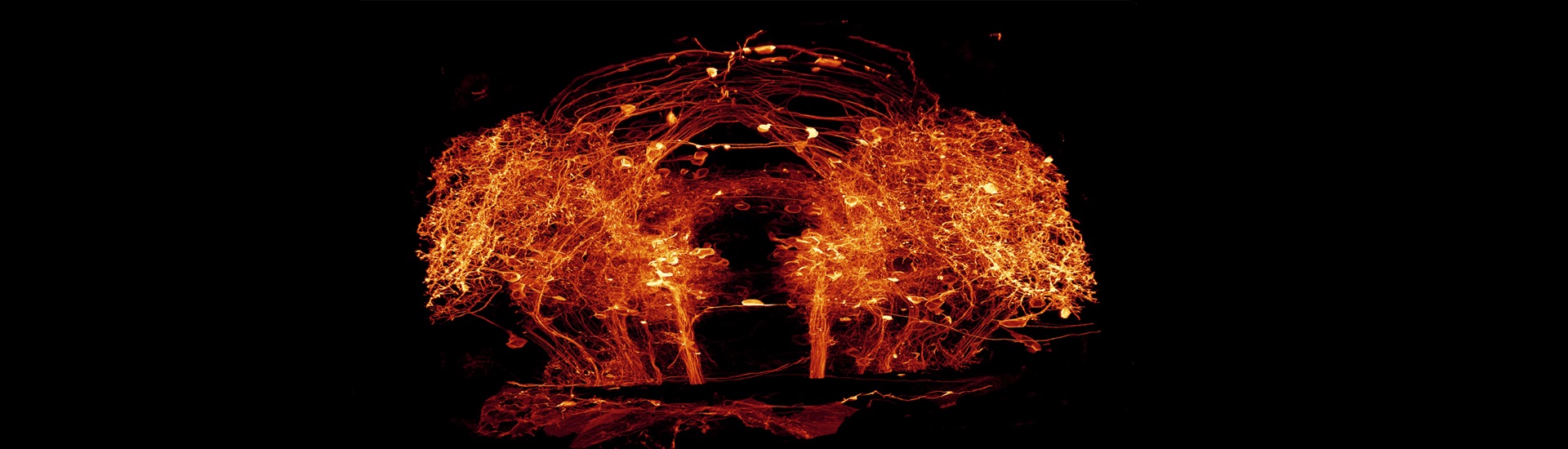 多模態感覺信息整合與決策的神經機制